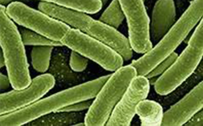 Dùng vi khuẩn E.coli làm keo dán chữa lành vết thương ruột